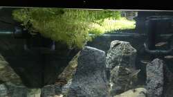 Hornkraut flotierend