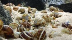 Neolamprologus similis