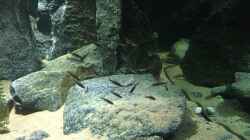Cyprichromis NZ