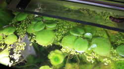 Froschbiss und Wasserlinsen