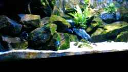 Dekoration im Aquarium Becken 32905