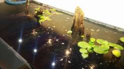 Aquarium Rio Negro Totarm