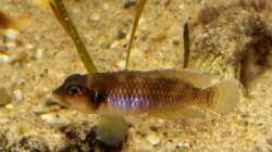 L. Ocellatus gold ´Isanga´