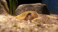 Besatz im Aquarium Sand and Shells