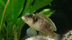 L. Ocellatus gold ´Isanga´