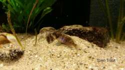 L. Ocellatus gold ´Isanga´