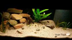 Aquarium Sand and Shells