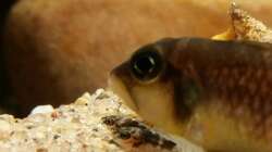 L. Ocellatus gold ´Isanga´