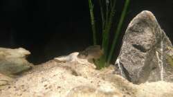 Besatz im Aquarium Sand and Shells