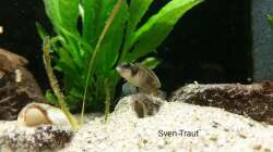 L. Ocellatus gold ´Isanga´