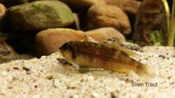 L. Ocellatus gold ´Isanga´