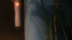 Technik im Aquarium Sand and Shells