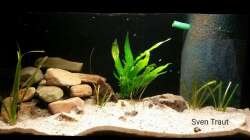 Aquarium Sand and Shells