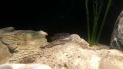 Besatz im Aquarium Sand and Shells