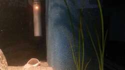 Technik im Aquarium Sand and Shells
