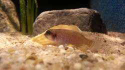 Besatz im Aquarium Sand and Shells