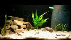 Aquarium Sand and Shells