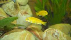 Labidochromis caeruleus Yellow 