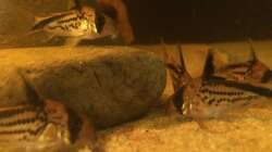 das große Fressen.....