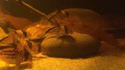 Besatz im Aquarium Eingetaucht