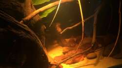 Aquarium Eingetaucht