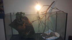 Dekoration im Aquarium Eingetaucht