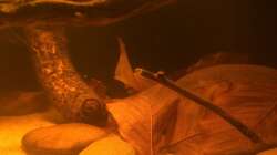 Aquarium Eingetaucht