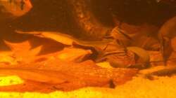 Besatz im Aquarium Eingetaucht