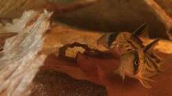 Besatz im Aquarium Eingetaucht