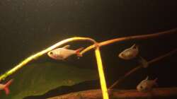 Besatz im Aquarium Eingetaucht