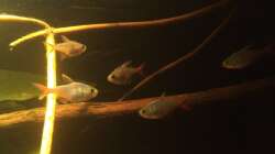 Besatz im Aquarium Eingetaucht