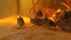 Besatz im Aquarium Eingetaucht