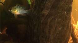 Besatz im Aquarium Eingetaucht