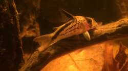 Schrägband-Panzerwelse