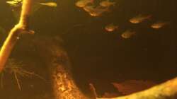 Besatz im Aquarium Eingetaucht