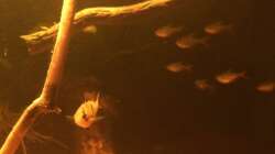 Besatz im Aquarium Eingetaucht