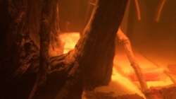 Aquarium Eingetaucht