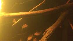 Aquarium Eingetaucht