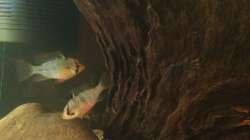 Besatz im Aquarium Eingetaucht