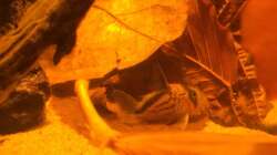 Besatz im Aquarium Eingetaucht