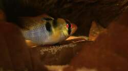 Besatz im Aquarium Eingetaucht