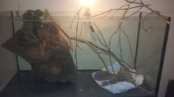 Dekoration im Aquarium Eingetaucht