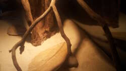 Dekoration im Aquarium Eingetaucht