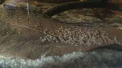 Besatz im Aquarium Eingetaucht