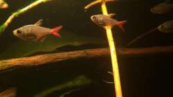 Besatz im Aquarium Eingetaucht