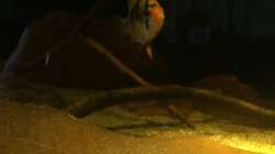 Besatz im Aquarium Eingetaucht