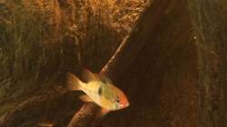 Besatz im Aquarium Eingetaucht