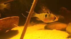 Besatz im Aquarium Eingetaucht