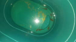 Die ersten Bewohner.....