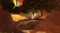 Besatz im Aquarium Eingetaucht